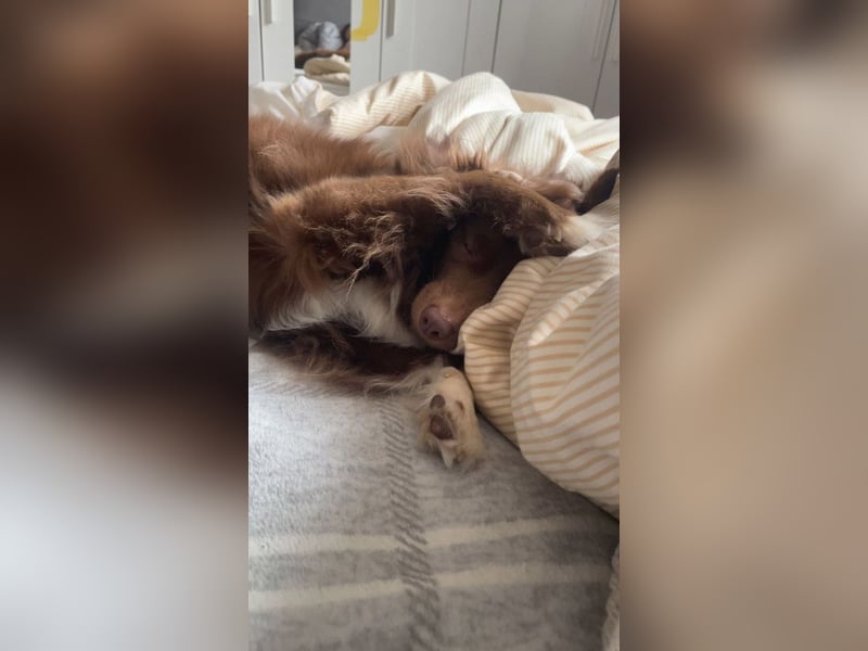 Sergio ist nun „ready to adopt"