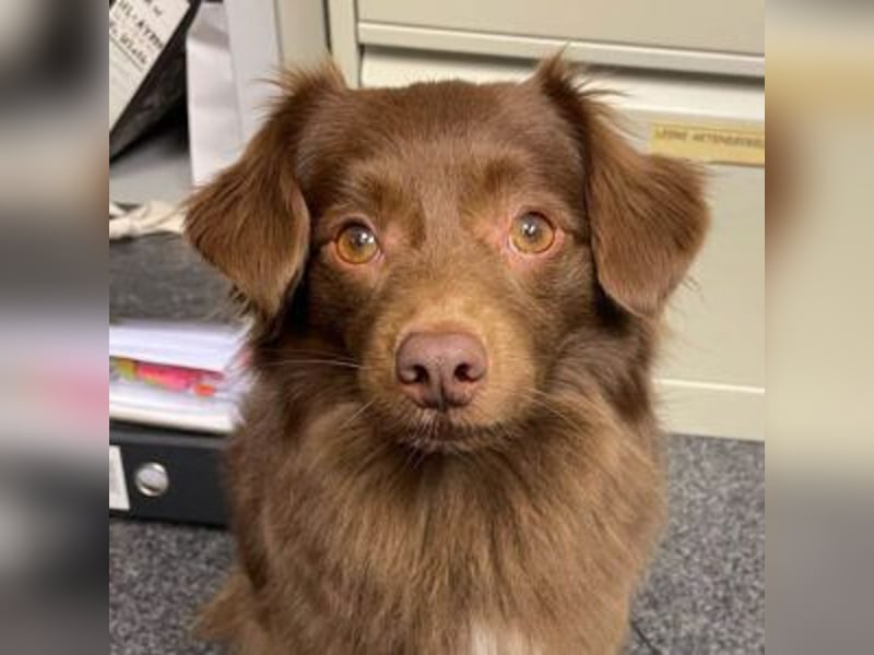 Sergio ist nun „ready to adopt"