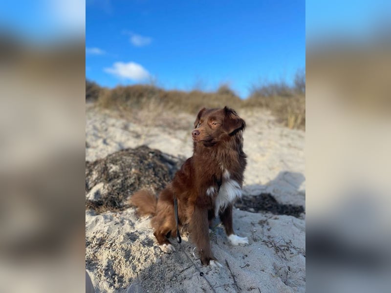 Sergio ist nun „ready to adopt"