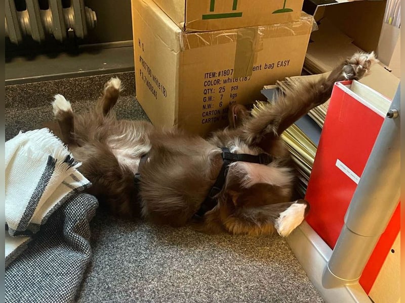 Sergio ist nun „ready to adopt"