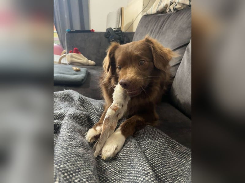 Sergio ist nun „ready to adopt"