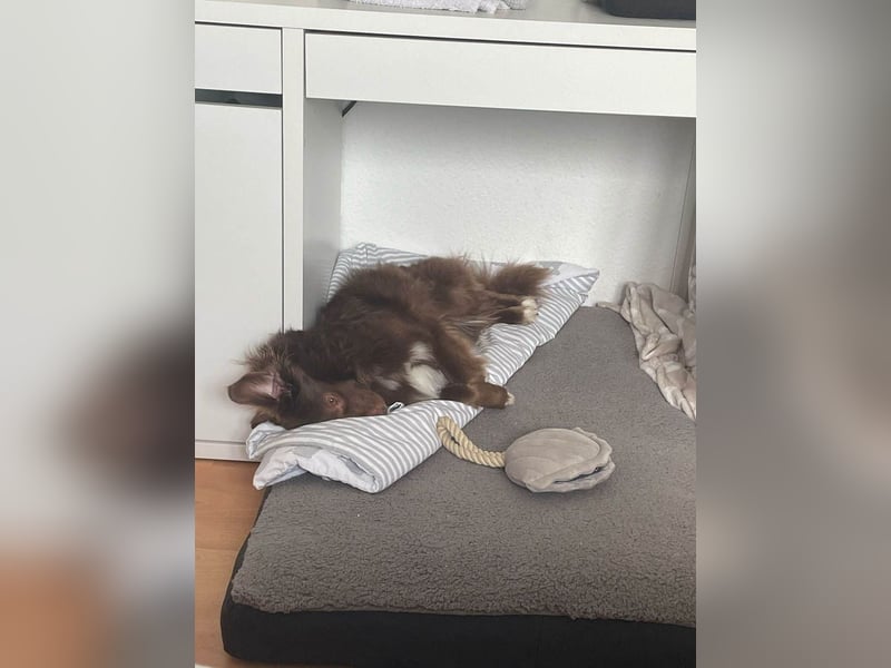 Sergio ist nun „ready to adopt"