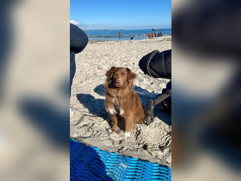 Sergio ist nun „ready to adopt"