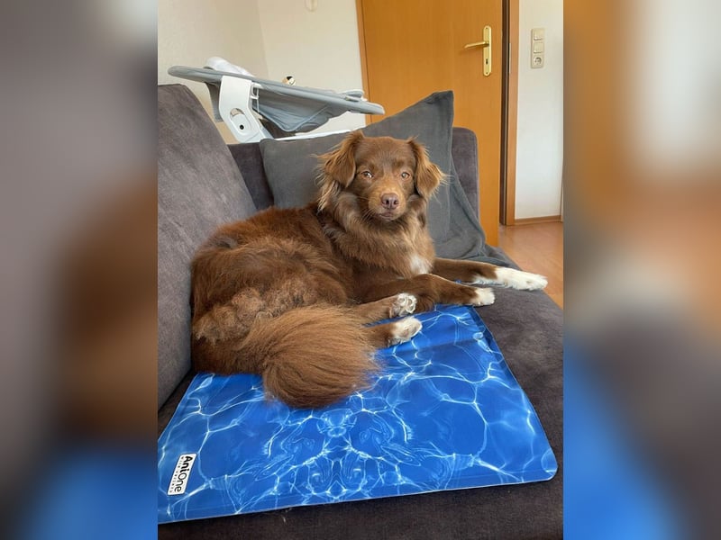 Sergio ist nun „ready to adopt"