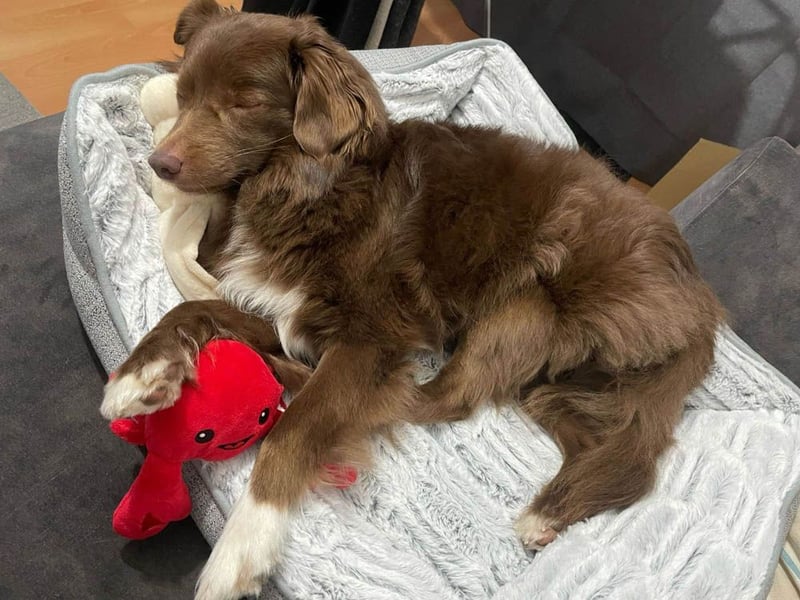 Sergio ist nun „ready to adopt"