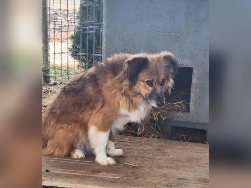 Nala Tierschutzhund sucht ein Zuhause