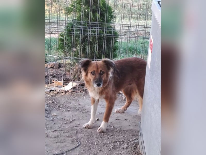 Nala Tierschutzhund sucht ein Zuhause