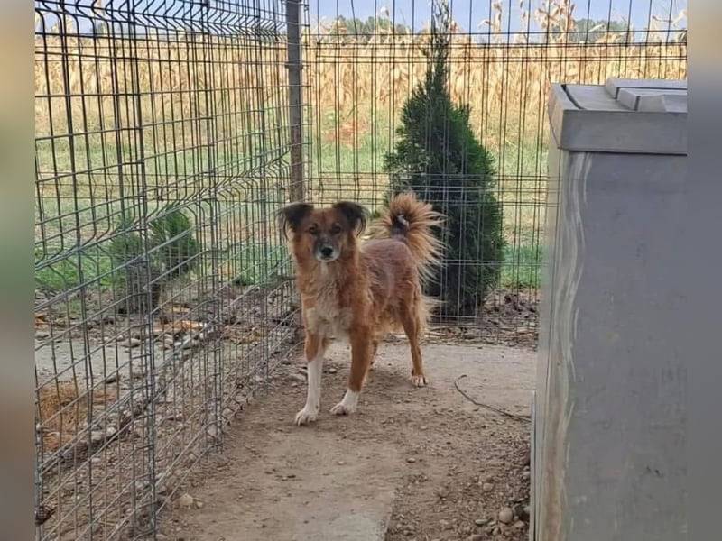 Nala Tierschutzhund sucht ein Zuhause