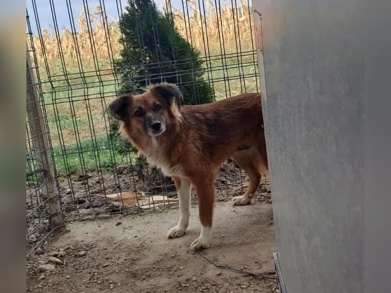 Nala Tierschutzhund sucht ein Zuhause