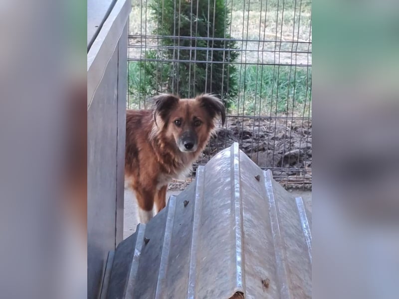 Nala Tierschutzhund sucht ein Zuhause
