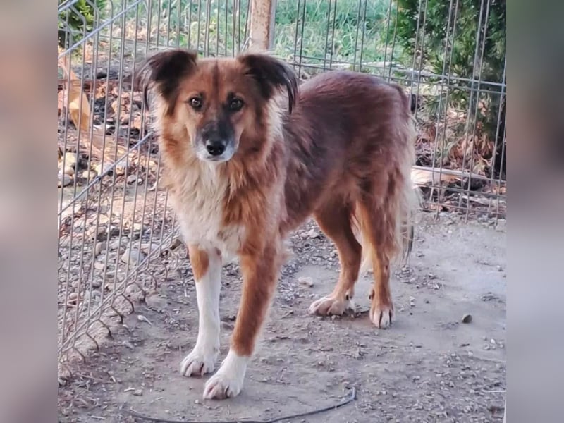Nala Tierschutzhund sucht ein Zuhause