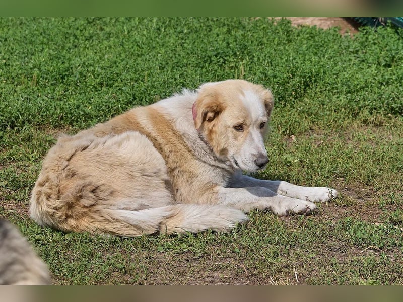 Ruhige und treue Bella ❤️ sucht ein Zuhause mit Garten