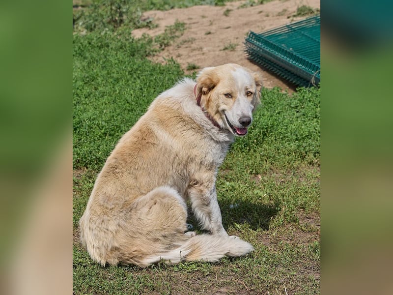 Ruhige und treue Bella ❤️ sucht ein Zuhause mit Garten