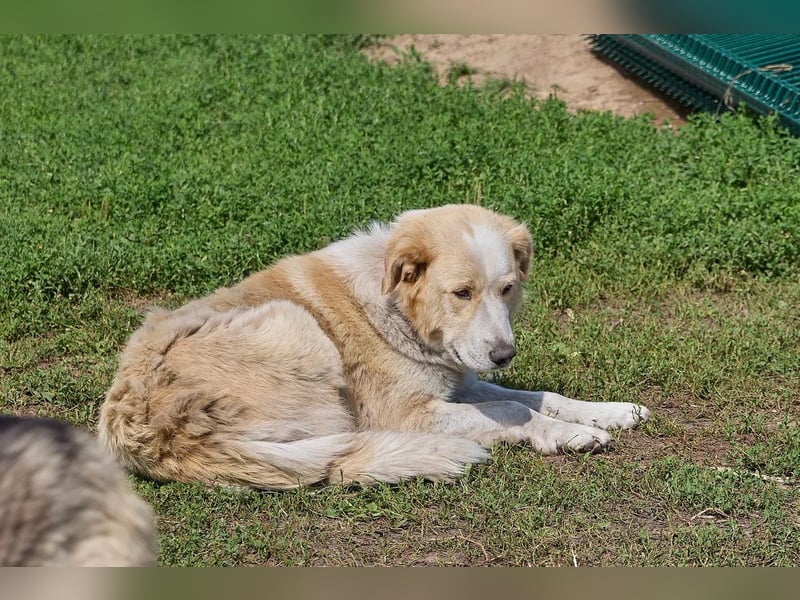 Ruhige und treue Bella ❤️ sucht ein Zuhause mit Garten