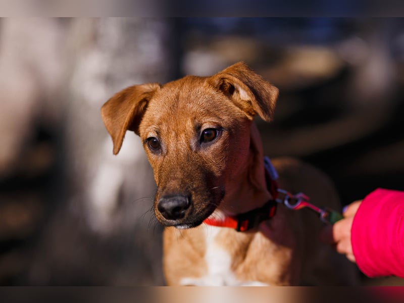 Verspielter Tierschutzwelpe Erius❤️sucht Pflege- oder Endstelle