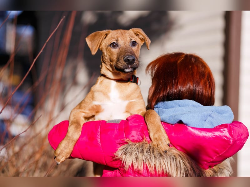 Verspielter Tierschutzwelpe Erius❤️sucht Pflege- oder Endstelle