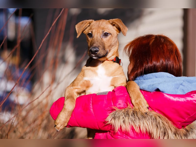 Verspielter Tierschutzwelpe Erius❤️sucht Pflege- oder Endstelle