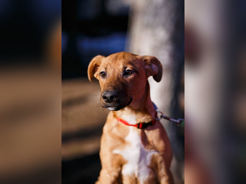 Verspielter Tierschutzwelpe Erius❤️sucht Pflege- oder Endstelle