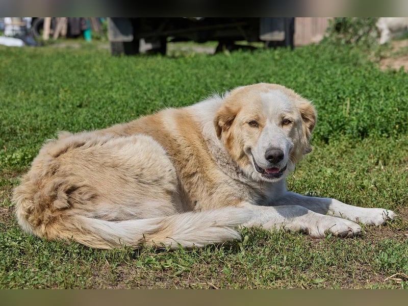 Ruhige und treue Bella ❤️ sucht ein Zuhause mit Garten