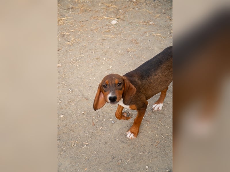 Paco sucht sein zu Hause!❤️