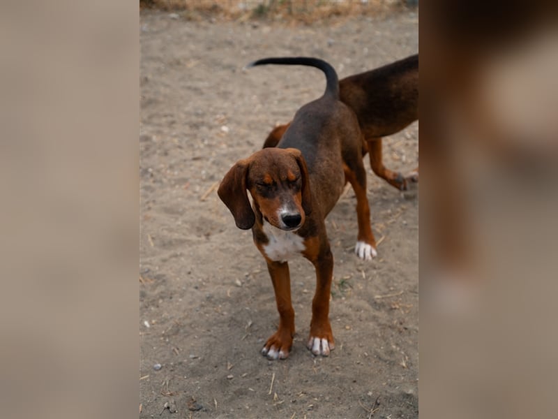 Paco sucht sein zu Hause!❤️