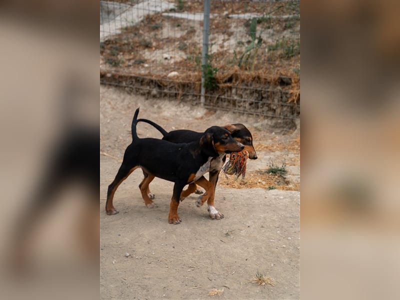 Paco sucht sein zu Hause!❤️