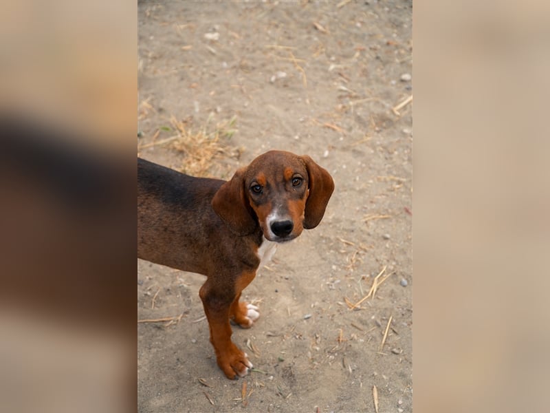 Paco sucht sein zu Hause!❤️