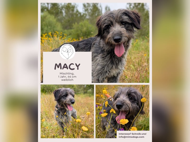 Macy: Ein cleveres Köpfchen mit ganz viel Herz
