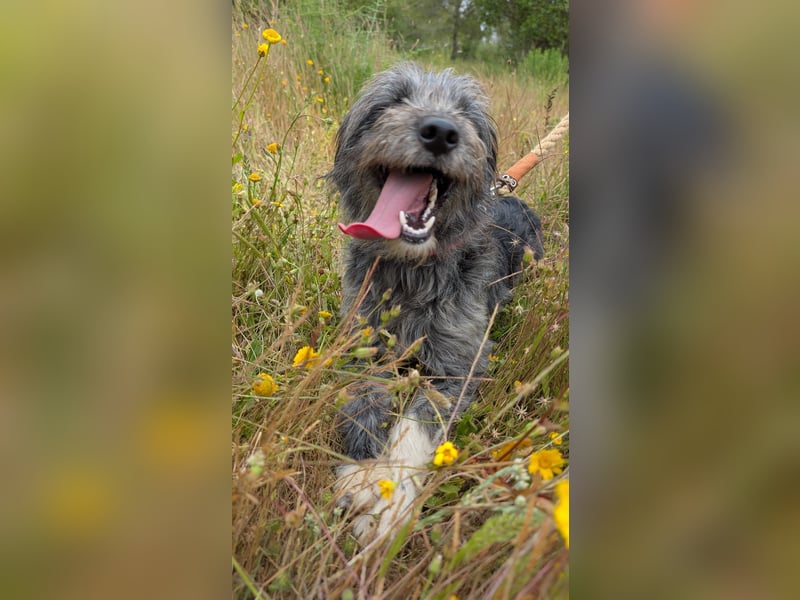 Macy: Ein cleveres Köpfchen mit ganz viel Herz