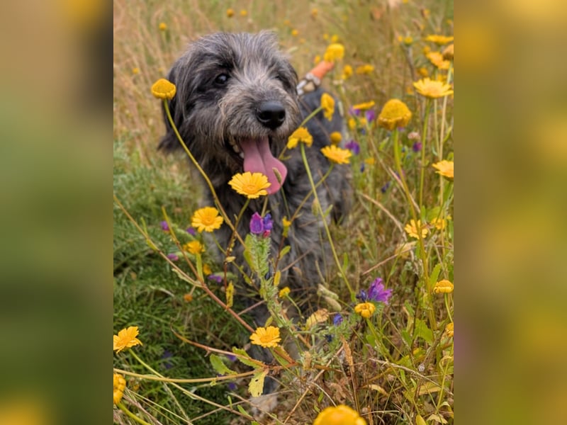 Macy: Ein cleveres Köpfchen mit ganz viel Herz