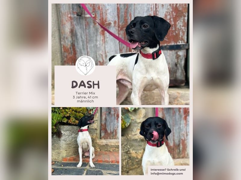 DASH: Verschmuster Terriermix