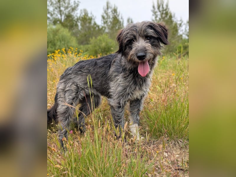 Macy: Ein cleveres Köpfchen mit ganz viel Herz