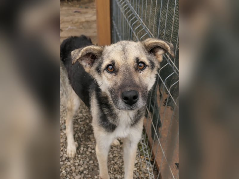 Shiro-sanfter Rüde sucht Zuhause