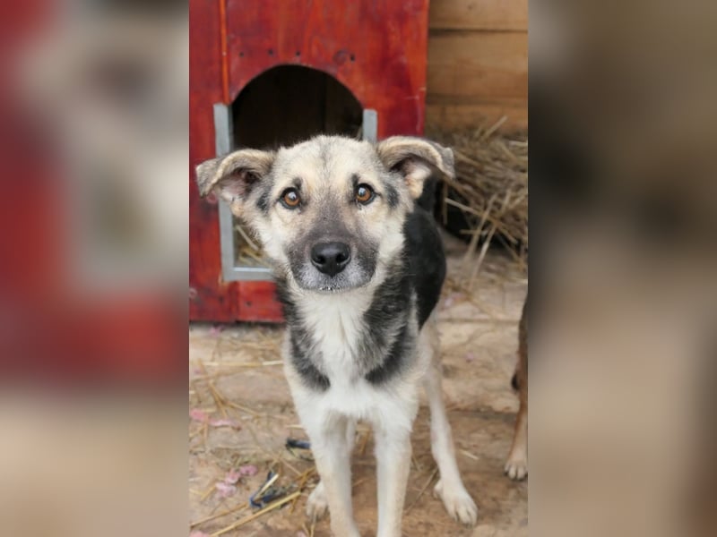 Shiro-sanfter Rüde sucht Zuhause