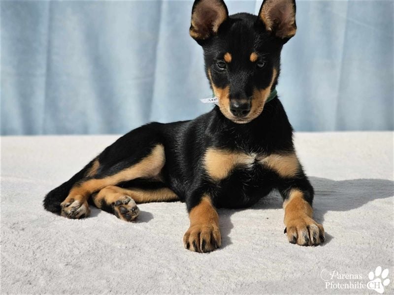 Tara hat ein zartes, sensibles, verschmustes Wesen , ist welpentypisch aber verspielt