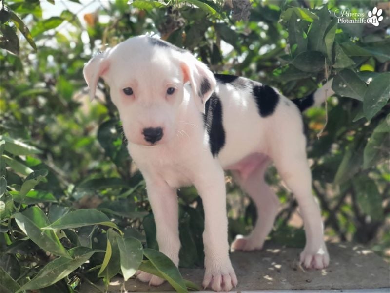 Simon ist ein toller, freundlicher Mischling