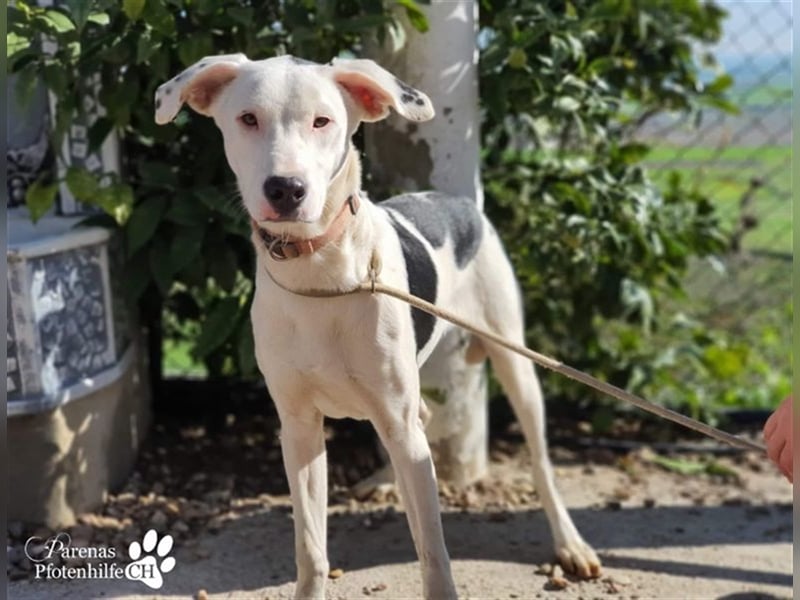 Simon ist ein toller, freundlicher Mischling