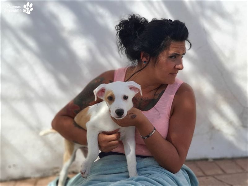 Santiago ist ein bezaubernder Mischlingswelpe, der noch viel lernen möchte