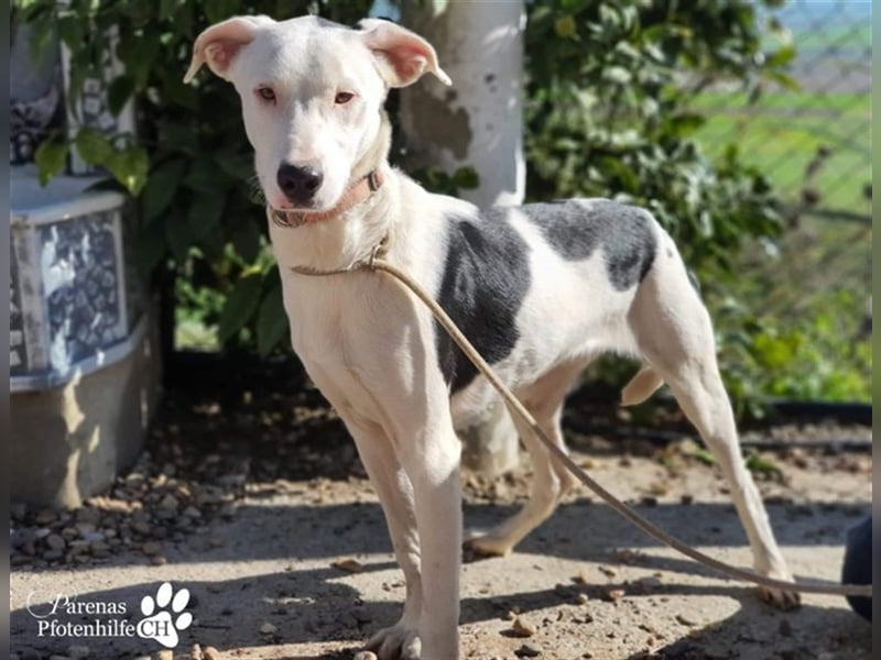 Simon ist ein toller, freundlicher Mischling