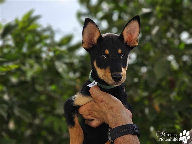 Tara hat ein zartes, sensibles, verschmustes Wesen , ist welpentypisch aber verspielt