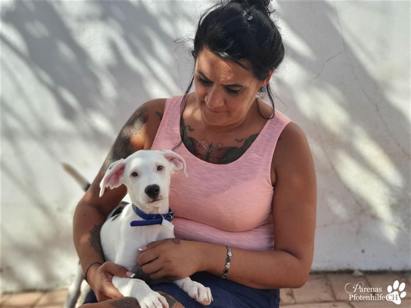 Simon ist ein toller, freundlicher Mischling