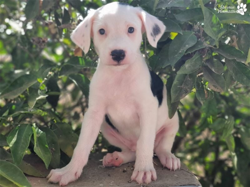 Simon ist ein toller, freundlicher Mischling