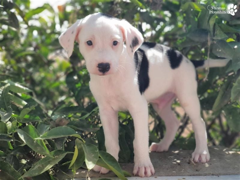 Simon ist ein toller, freundlicher Mischling