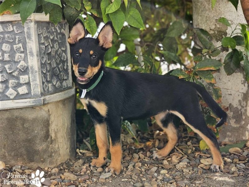 Tara hat ein zartes, sensibles, verschmustes Wesen , ist welpentypisch aber verspielt