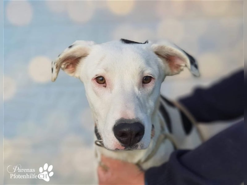 Simon ist ein toller, freundlicher Mischling