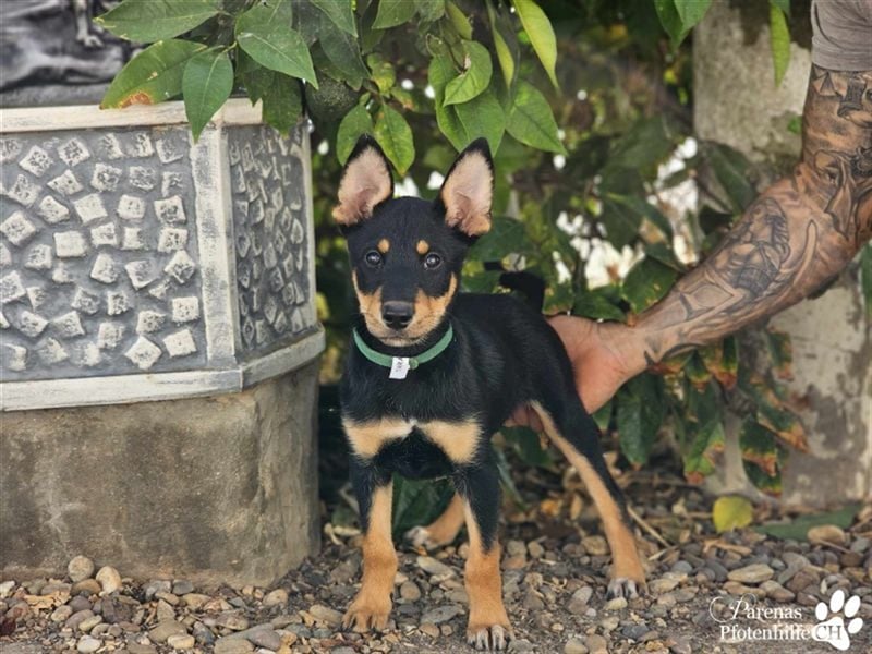 Tara hat ein zartes, sensibles, verschmustes Wesen , ist welpentypisch aber verspielt