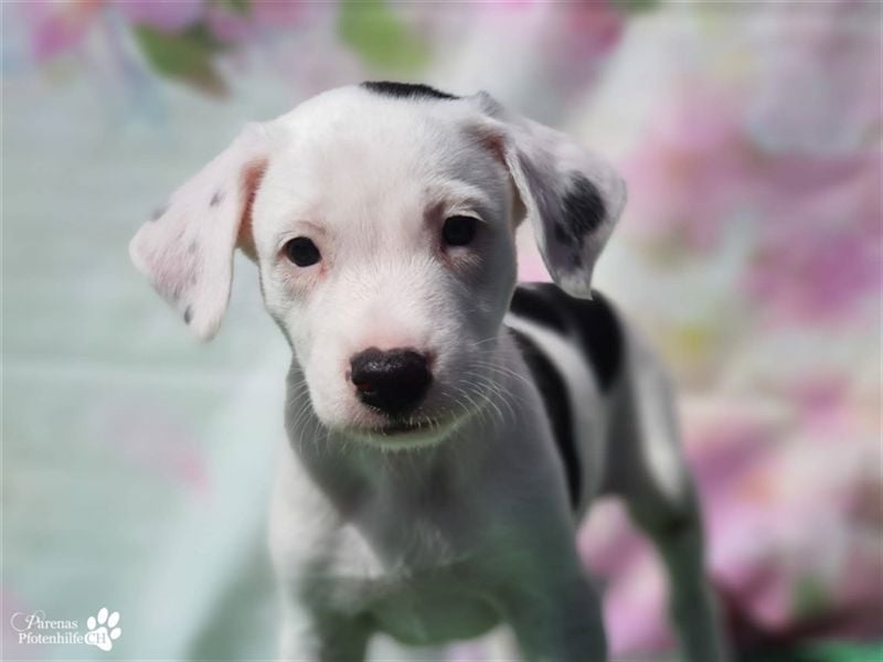 Simon ist ein toller, freundlicher Mischling