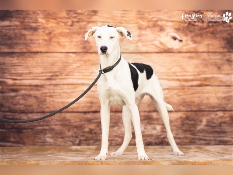 Simon ist ein toller, freundlicher Mischling