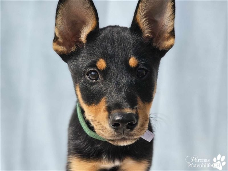 Tara hat ein zartes, sensibles, verschmustes Wesen , ist welpentypisch aber verspielt