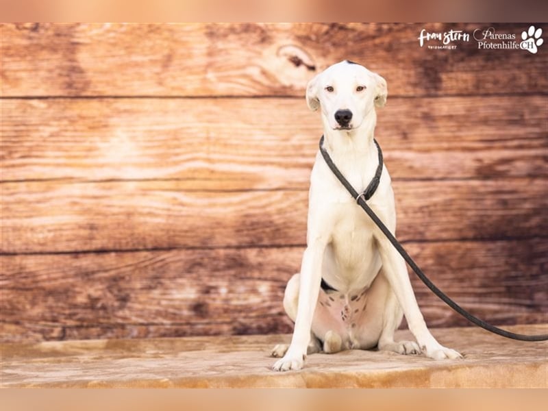 Simon ist ein toller, freundlicher Mischling